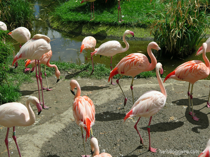 Зоопарк в Зальцбурге, (Zoo Salzburg), фото, отзыв