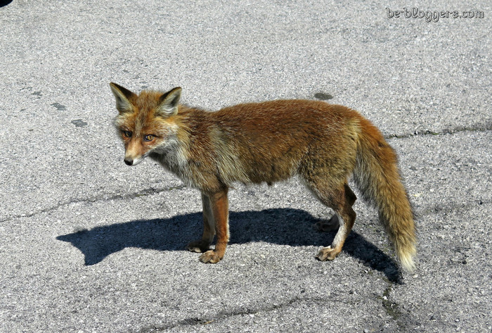 Großglockner-Hochalpenstraße, fox