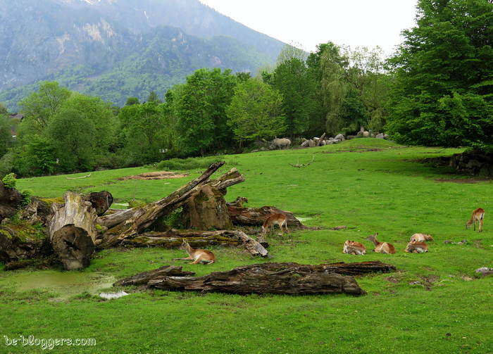 Зоопарк Зальцбурга (Zoo Salzburg), как добраться, фото, отзыв