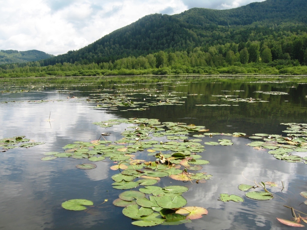 Алтай манжерок фото